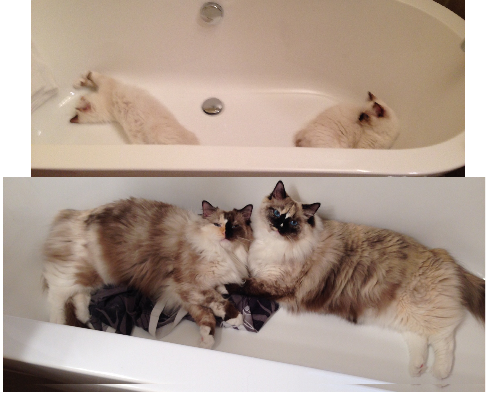 Pictures Of Ragdoll Cats In Bathtubs with regard to size 1645 X 1342